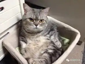 猛虎落地式下跪表情包自
