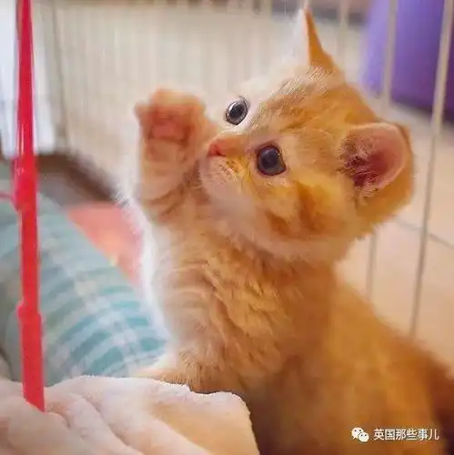 猫咪偷偷抹把泪表情包橘
