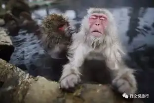 猴子图片搞笑表情包温泉