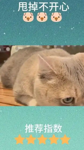 这只猫咪的表情和动作,完美的诠释了逛街前逛街后的你,太真实了