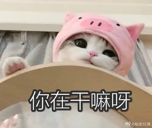 这个猫猫的表情包太可爱了谁有这只猫的表情包吗万分感谢
