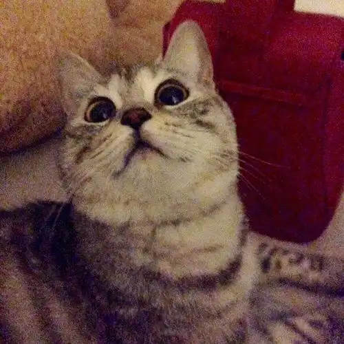 银色渐层猫妹妹找男友