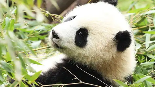 生命是如此精彩表情包熊