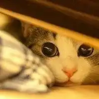 猫头像男生专用版高冷孤