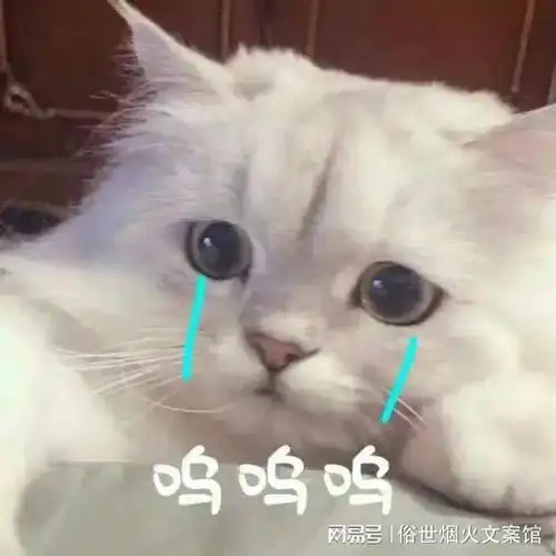 你在听风吹,我在等你归