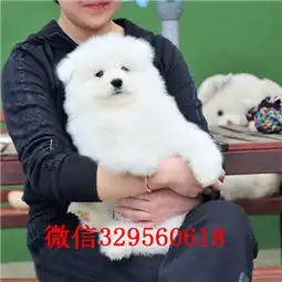 福州出售纯种白色萨摩耶萨摩耶犬舍狗场赛级萨摩耶幼犬出售打完疫苗证书齐全