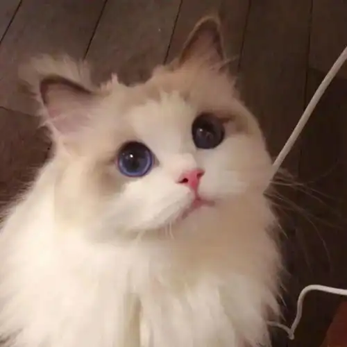 王者荣耀猫头第5期玄策帅气猫咪接头头像,大闹一场吧上分时间到