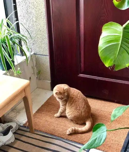 橘猫在阳台发现另外一只橘猫,可它怎么也找不到,知道真相的它眼泪掉下来