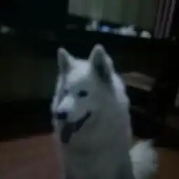 萨摩耶,哈士奇,家养
