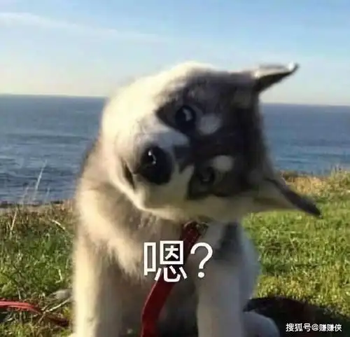 沙雕表情包图片致命一击,你那里怎么那么平