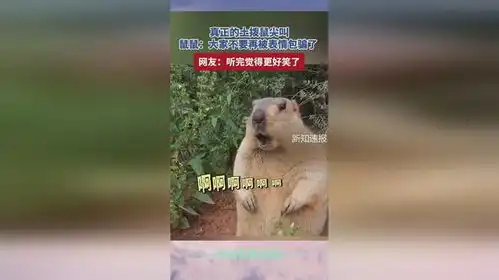 真正的土拨鼠尖叫,鼠鼠大家不要再被表情包骗了网友听完觉得更好笑了
