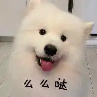 今日份暖心微笑,好想养一只萨摩