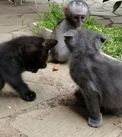 是什么让小猴子变成社交能手,承包整个动物后宫,看完我不淡定了