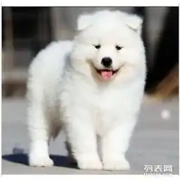 男生抱萨摩耶头像赛级犬