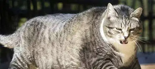 给猫咪吃了1年的自助餐,我家猫变成了13斤的胖子