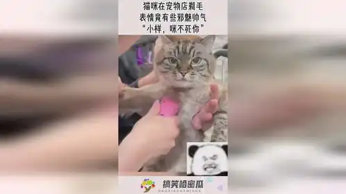 男生用猫猫表情包宠物店