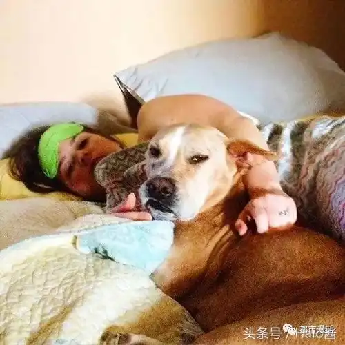 我养的猫爱上我男友了30张抢走你另一半的宠物罪证照