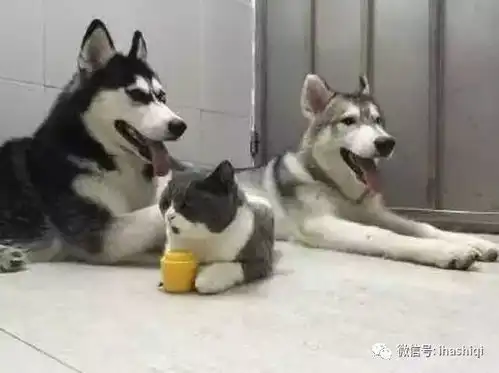 朋友把猫咪和两只哈士奇放在一起养,猫咪这日子啥时候是个头啊