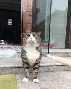 你和你家喵星人的表情包之间,就差一根逗猫棒了