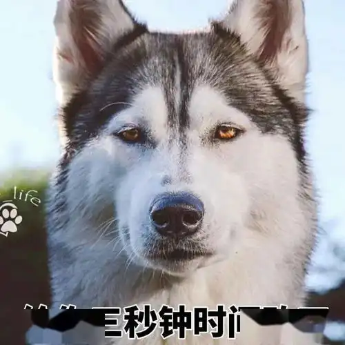 二哈相亲屡失败,原因让人笑喷...