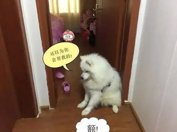 嗷嗷叫的表情包萨摩耶