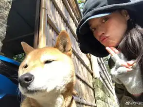 组图舒淇黏着柴犬贴面合影狗狗一脸生无可恋