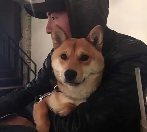 这些行为,能判断你是不是狗奴