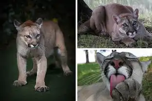 盘点十大猫科动物雄狮猛虎们细腻传神的面部表情