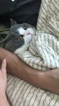 猫咪和男主人好上,趁女主人不在勾肩搭背,被抓时表情感人