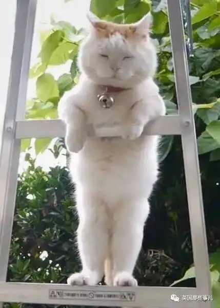 这只治愈了无数网友的猫叔回猫星了你的手机一定有它的表情包