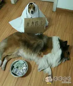 乞讨小表情包,乞讨ssr表情包,卖艺乞讨第11页大山谷图库