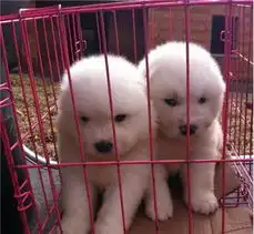 家里现有萨摩深红泰迪哈士奇幼犬出售绝对纯种健康我