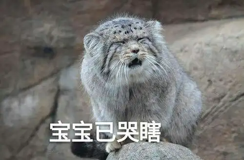 请问猫知道自己这么可爱吗
