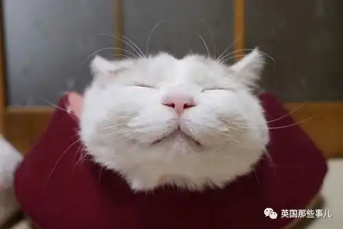 猫叔回猫星了它世无争的幸福表情,治愈了无数网友com