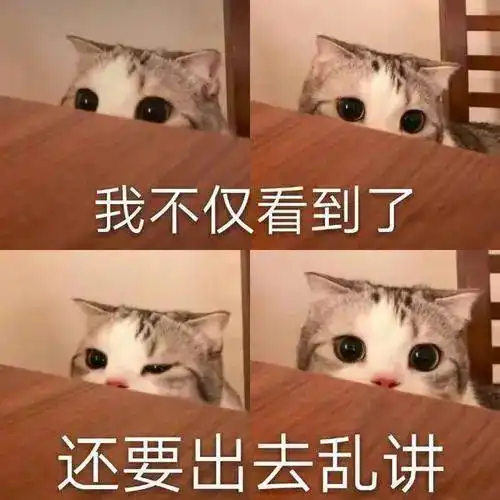 女生养了4个多月的猫发现是公猫,崩溃大哭还我闺女