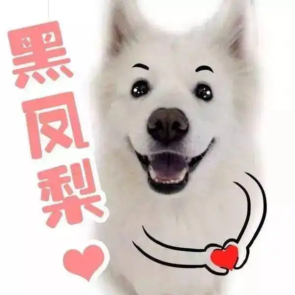 明星抱萨摩耶头像