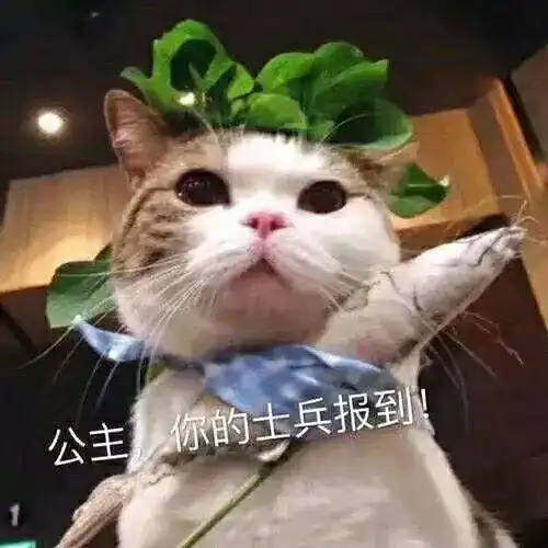 创业疯