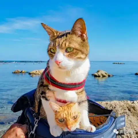 日本男子和两只猫咪的旅行,这种感觉好棒啊