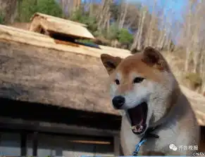 泪目16岁柴犬北登去世你的表情包里肯定有它