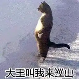 釜溪印象携手汇东影城贺自贡健力搏击2017四川省跆拳道空手道竞标赛取得优异成绩