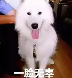 萨摩耶混吃混喝1个月,交警队寻主人我们被吃穷了