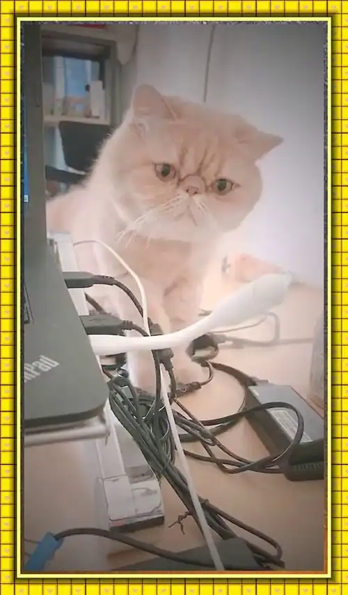 好奇害死猫表情包gif沙