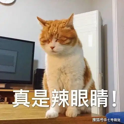 两只狗狗在睡懒觉,主人准备喊它们起床,打开门一看不忍直视啊