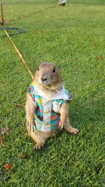 好多搞笑视频里面的那个最后大叫的动物是什么