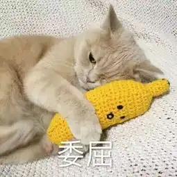 你们家的猫,其实每天都在骂你