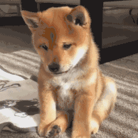 柴犬表情包卡通gif关键