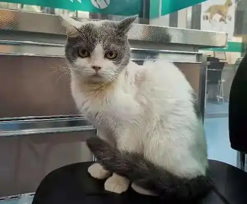 线上领养猫咪的表情可以有多凶