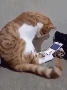 主人已经过世,猫咪打开手机看到他,下一动作让人眼泪失控
