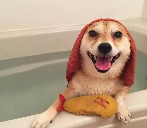 为了不洗澡,柴犬每次都忍不住高歌