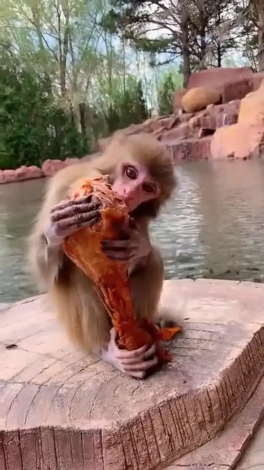 吃鸡腿的猴子,这么好吃吗,这表情太卡哇伊了